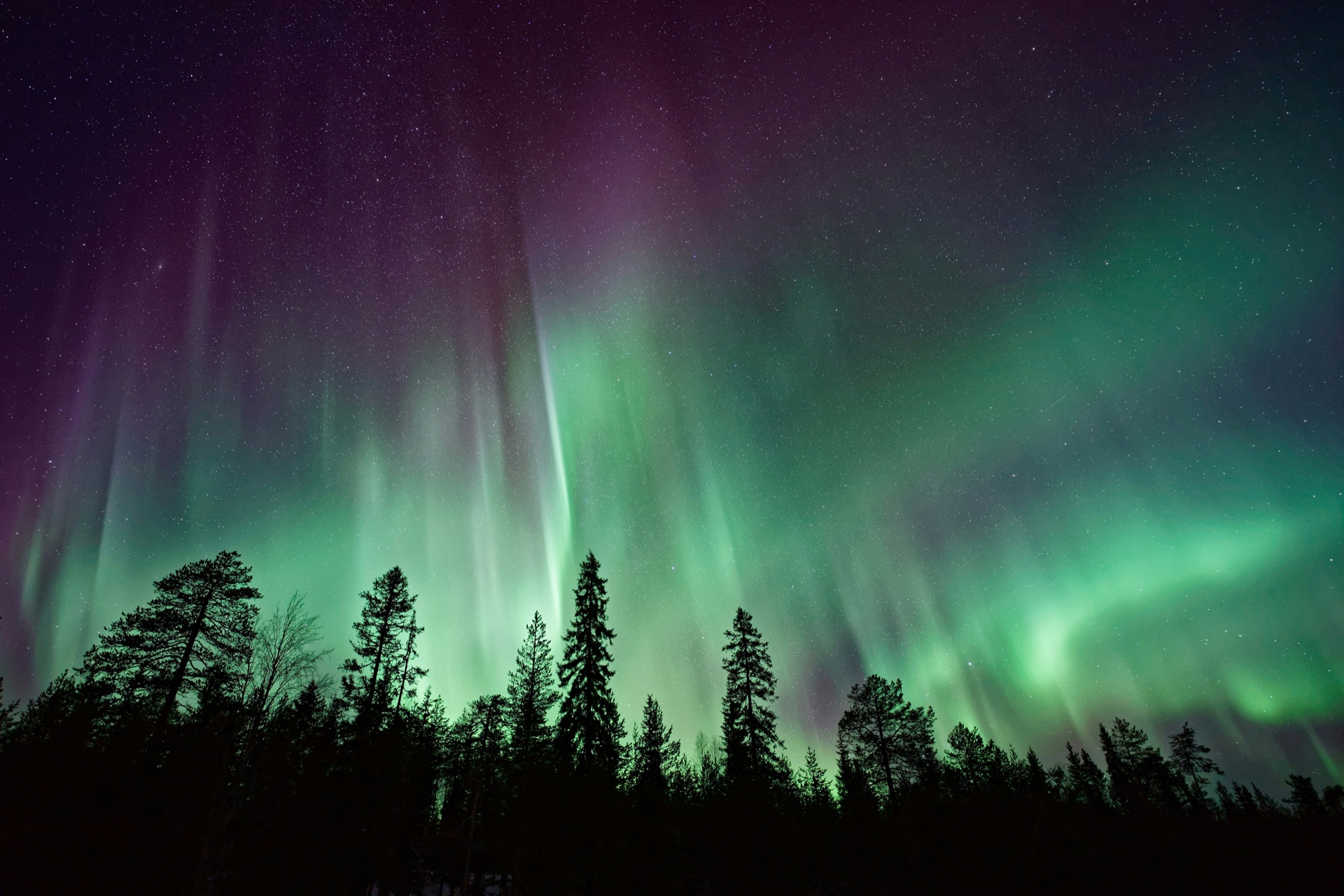 Vihreät revontulet ja tähtitaivas pohjoisen metsän yllä